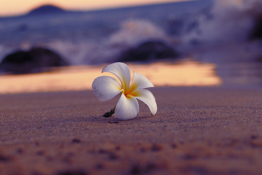 ハワイで愛される花「プルメリア」